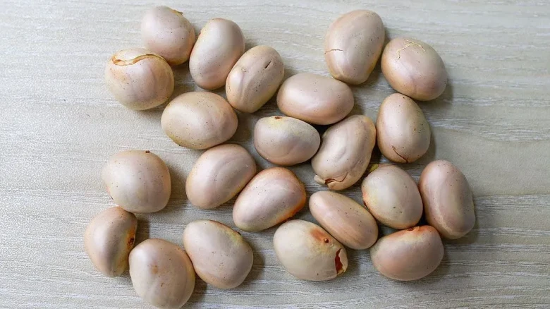 কাঁঠালের বিচির পুষ্টিগুণ ও উপকারিতা