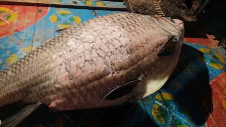পদ্মায় জেলের জালে ৪০ কেজি ওজনের বিশাল কাতলা, বিক্রি ৪৬ হাজার টাকায়