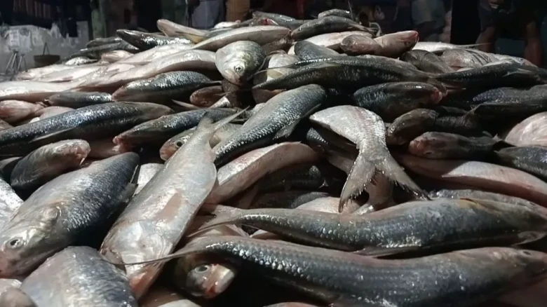কুয়াকাটার সাগরে এক ট্রলারেই মিলল ৪৬ মণ ইলিশ, বিক্রি হলো ৪৮ লাখ টাকায়